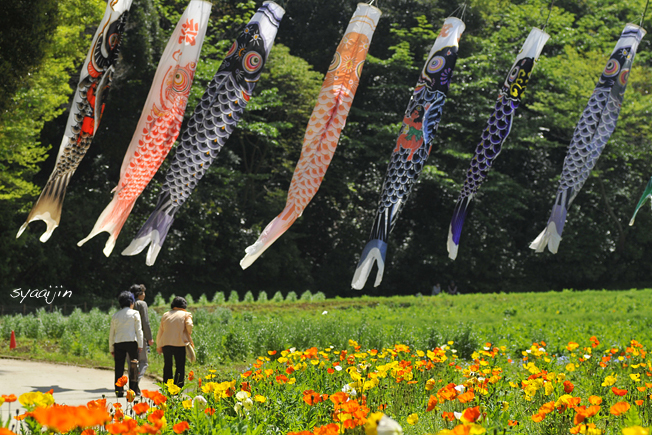 ポピー見頃　『横須賀・くりはま花の国 2015』(2)_d0251161_07511817.jpg