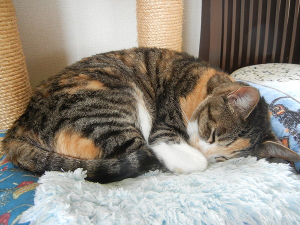 ’15,5,5(火)今日は子供の日ですよ~!_f0060461_8425185.jpg