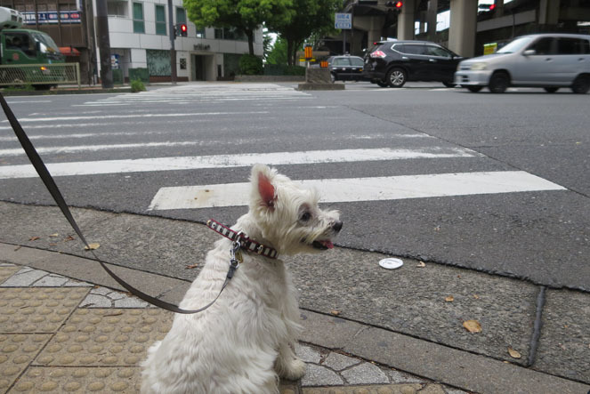 Golden Week。_b0107163_10261278.jpg