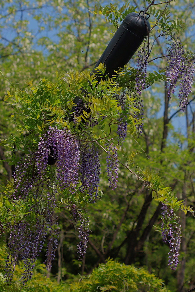 c0305565_18033546.jpg
