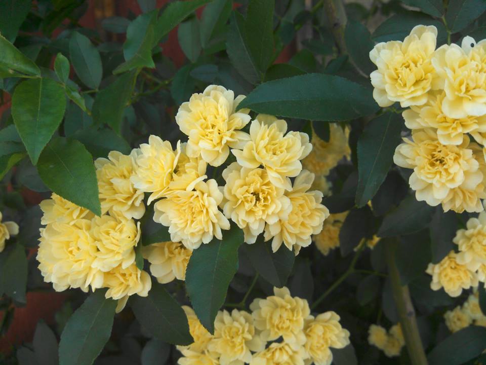 e0003465_15401952.jpg