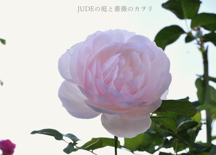 美しい薔薇の開花_c0278671_08395266.jpg