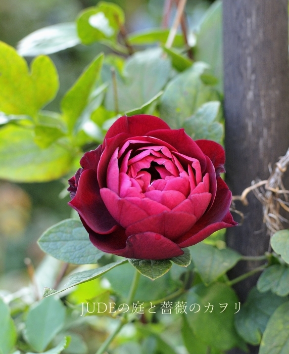 美しい薔薇の開花_c0278671_08395719.jpg