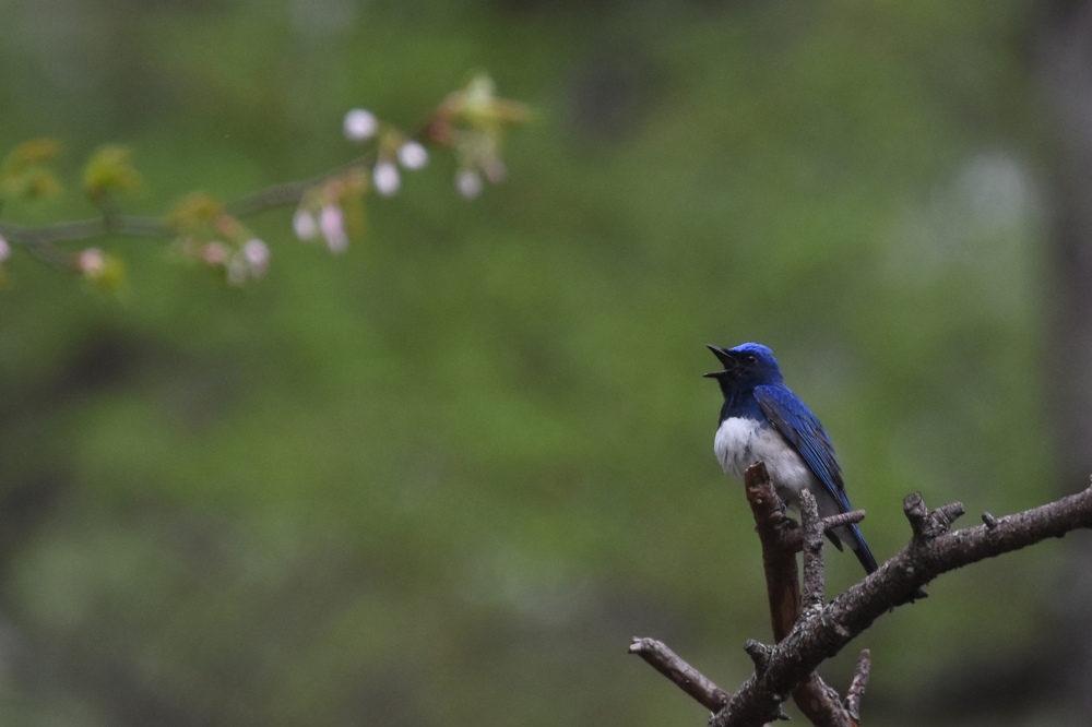 日本三鳴鳥 Ⅰ 桜にオオルリ_f0053272_21594331.jpg