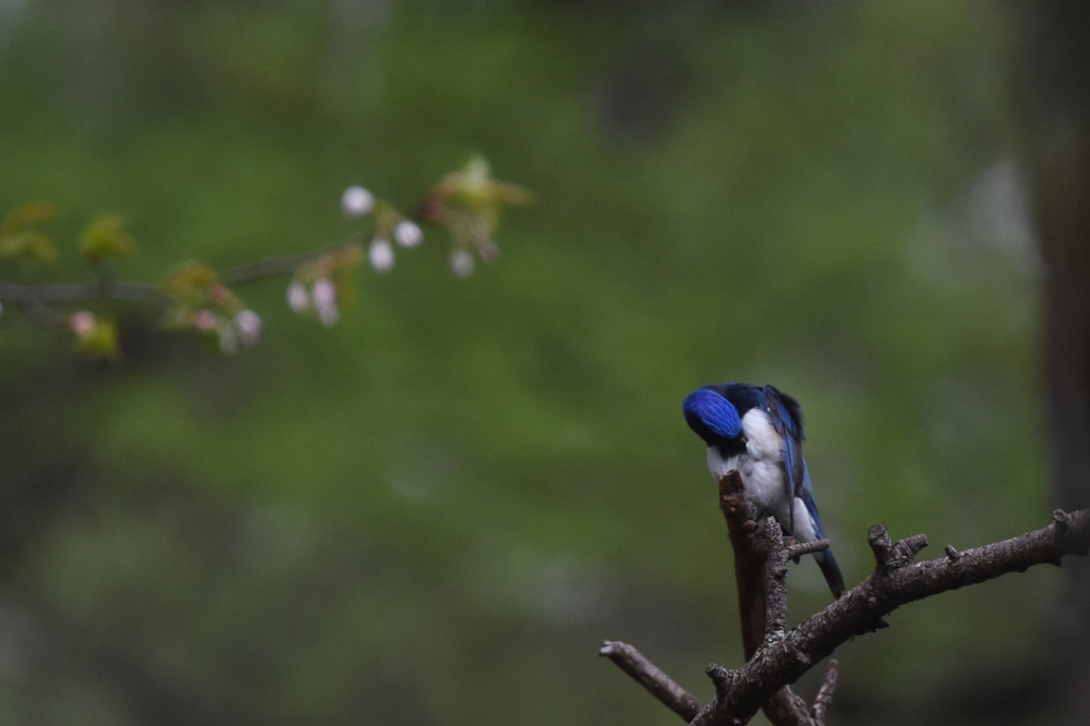 日本三鳴鳥 Ⅰ 桜にオオルリ_f0053272_2212379.jpg