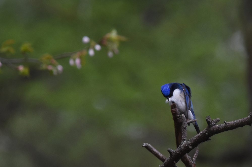日本三鳴鳥 Ⅰ 桜にオオルリ_f0053272_221394.jpg