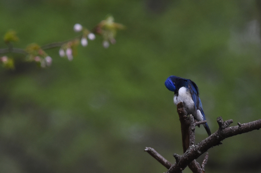 日本三鳴鳥 Ⅰ 桜にオオルリ_f0053272_2263538.jpg