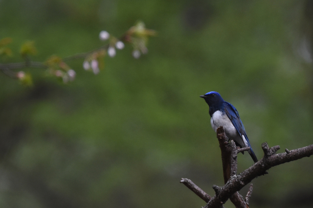 日本三鳴鳥 Ⅰ 桜にオオルリ_f0053272_2264894.jpg