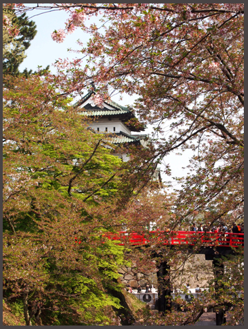 みちのく桜紀行ー弘前公園_a0259275_9505090.jpg