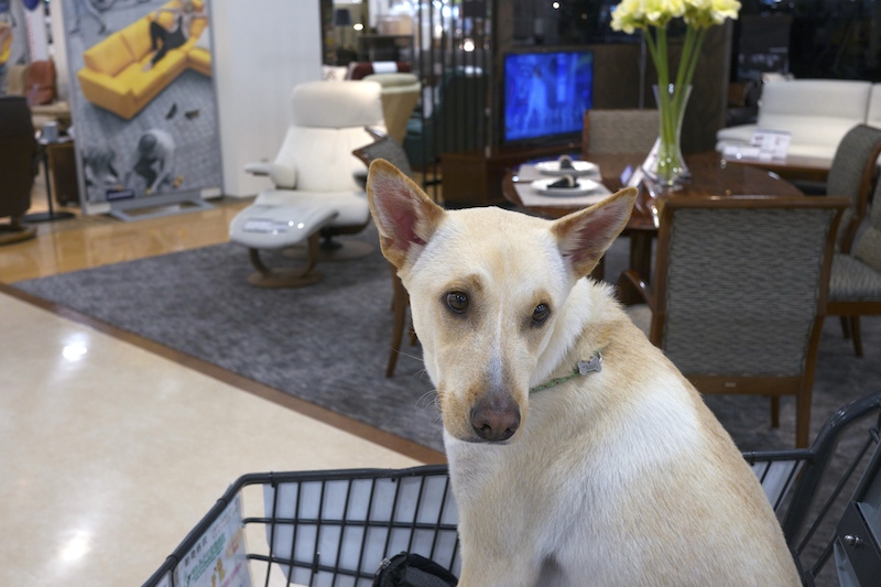 シクロスポリン服用中です！ : モグブロ