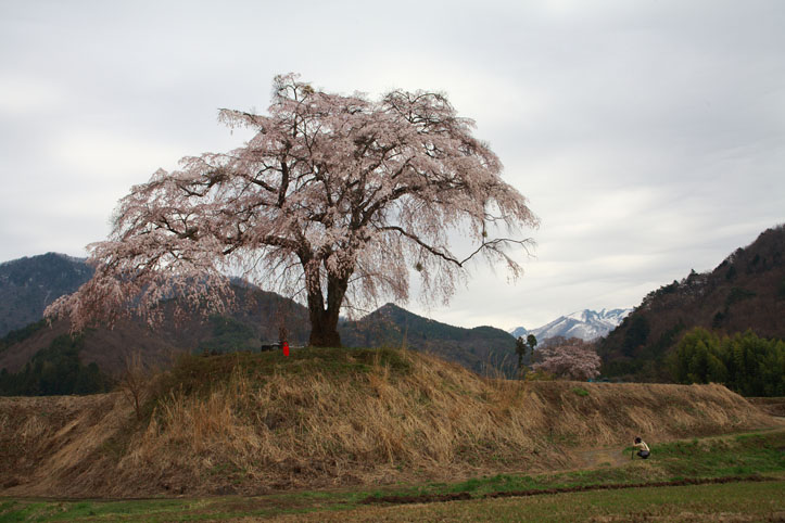 沼田市　上発知のしだれ桜　おまけ_e0165983_1555289.jpg