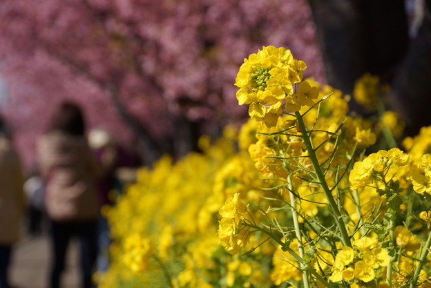 ☆”菜の花”と”河津桜”まつり、三浦海岸2014！_c0168984_20551258.jpg