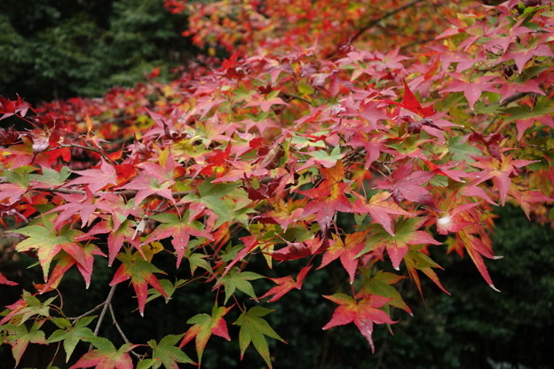 ☆晩秋の京都２、八坂神社付近！2014_c0168984_20553783.jpg