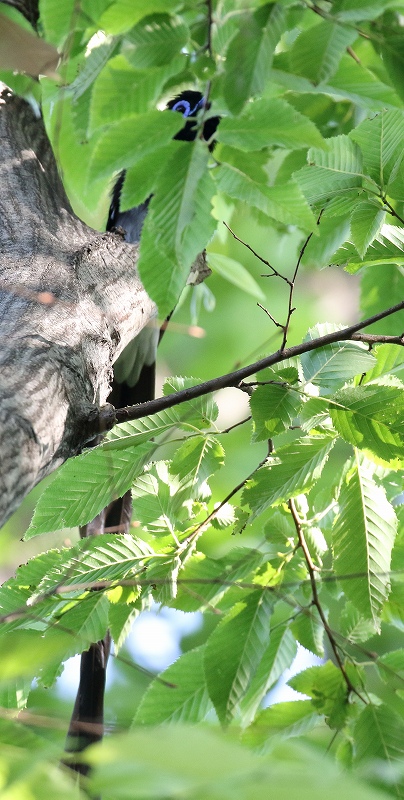 サンコウチョウ_f0022486_21331095.jpg