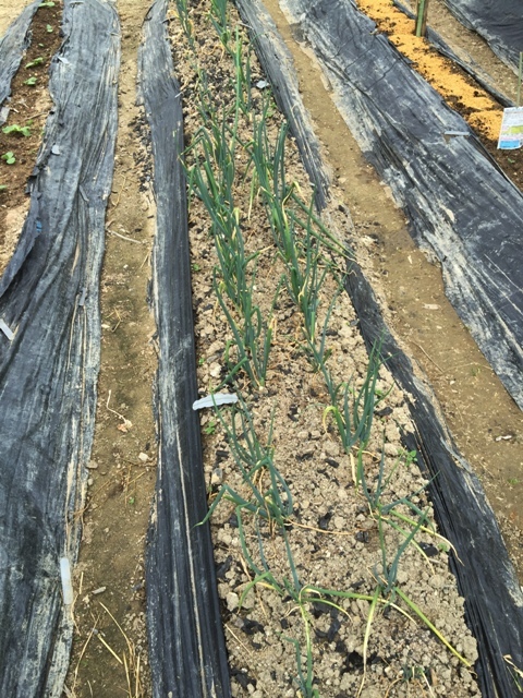 夏野菜の植え付けが　ほぼ終了・・。_f0229190_22094447.jpg