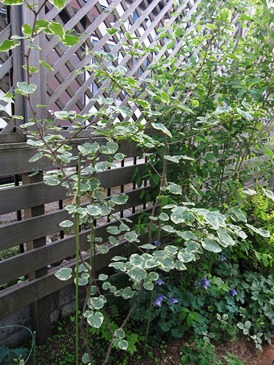 c0117898_22553616.jpg