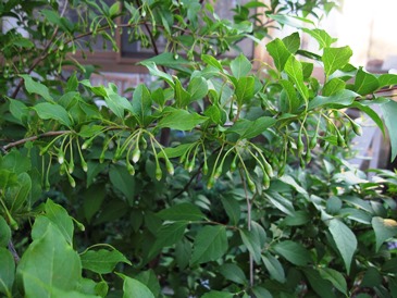 c0117898_22591312.jpg