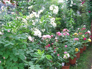 c0117898_2305163.jpg