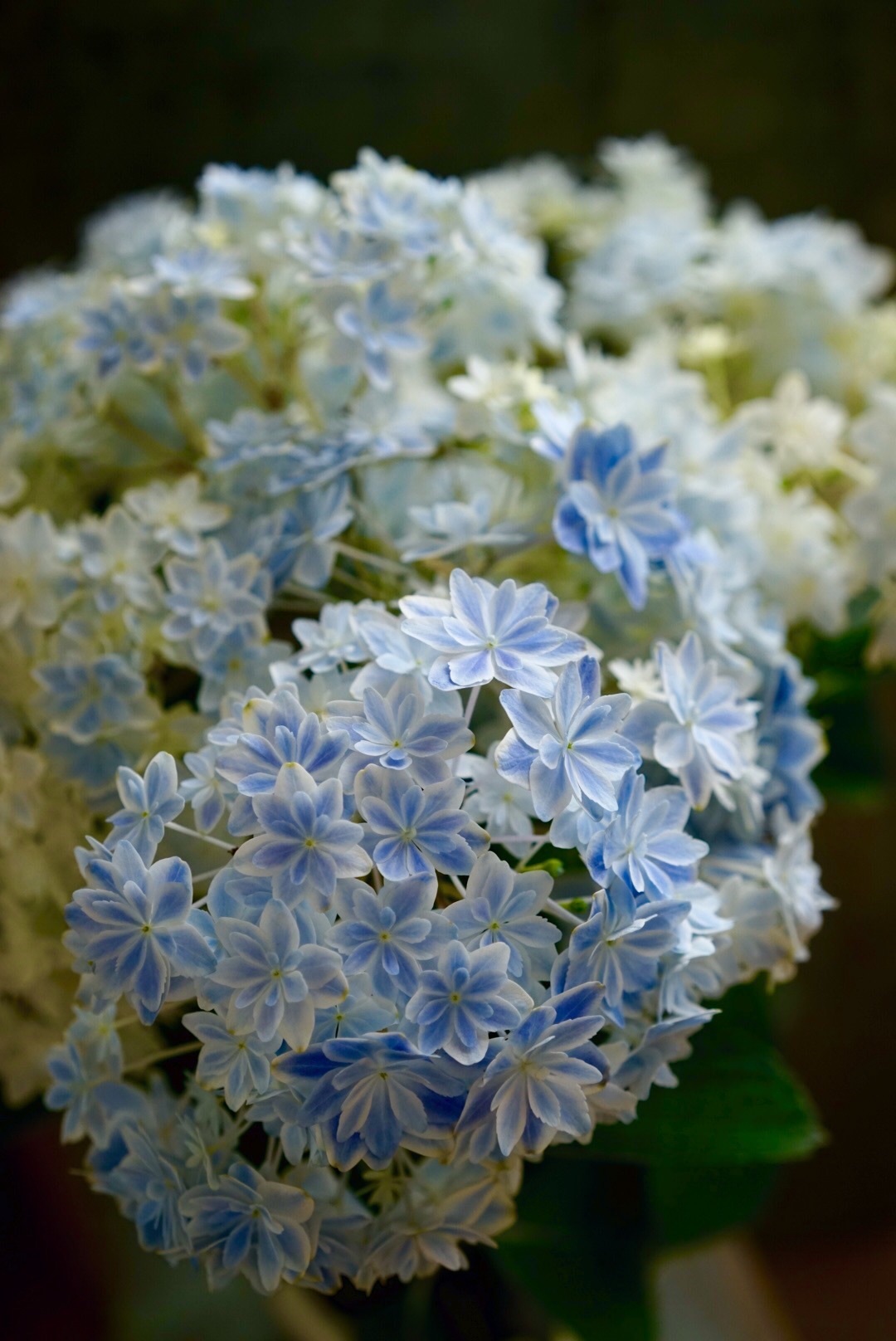 紫陽花 マルルと万華鏡 Die Blumen 紫陽花 マルルと万華鏡 Die Blumen