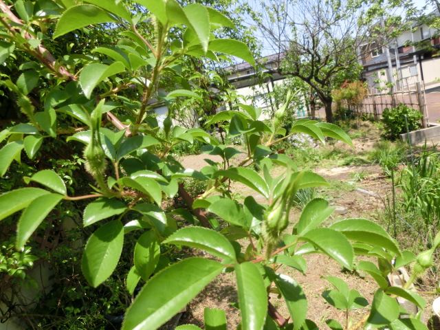 a0203003_15475914.jpg