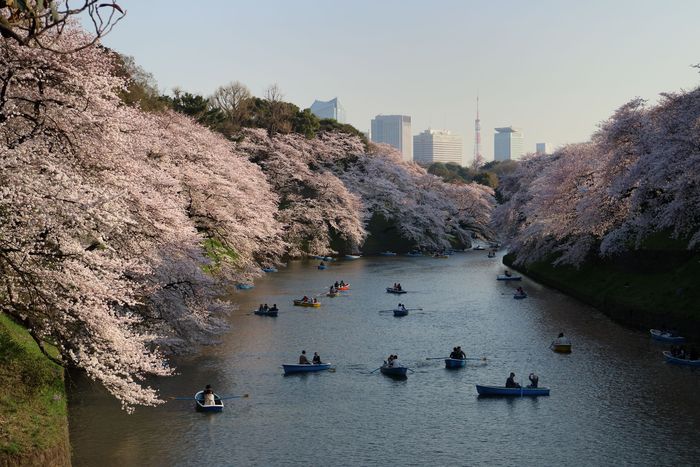 千鳥ヶ淵の桜 １_e0107605_2022560.jpg