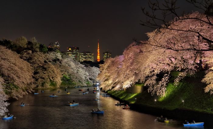 千鳥ヶ淵の桜 ２_e0107605_20291464.jpg