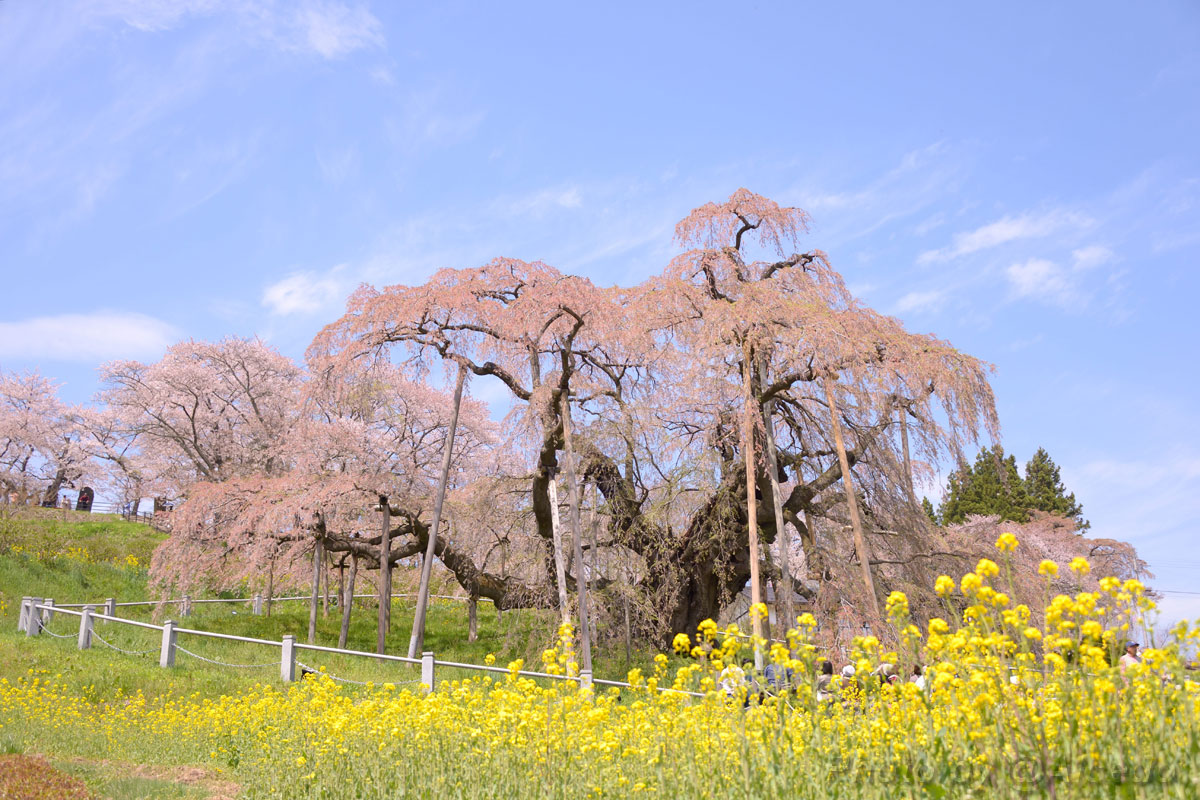 三春の滝桜：その２_e0183106_0332891.jpg