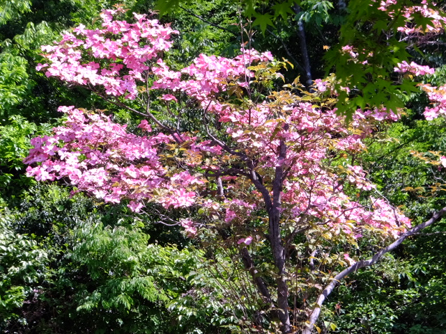 a0160407_13532969.jpg