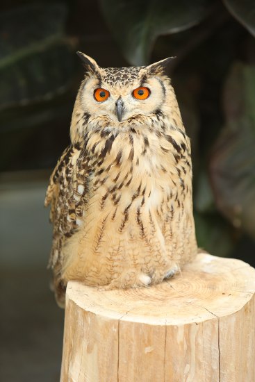 掛川花鳥園_a0105011_20312288.jpg