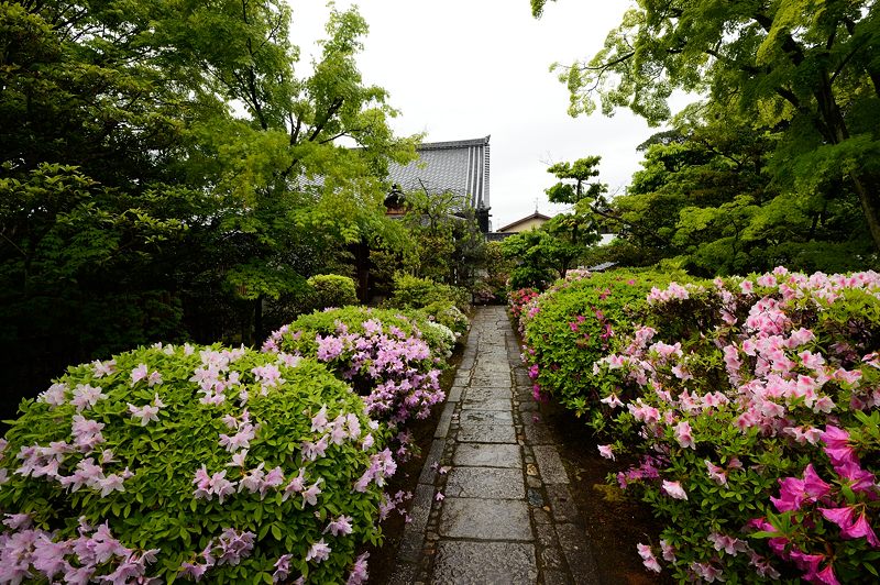 雨の日の新緑巡り＠妙心寺塔頭　大法院_f0032011_16432138.jpg