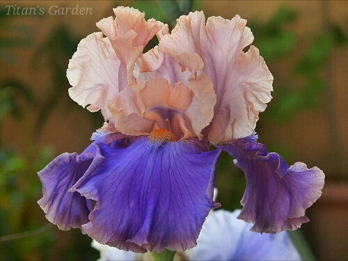 Iris × germanica \'Florentine Silk\'_b0099813_0131311.jpg