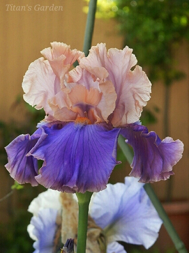 Iris × germanica \'Florentine Silk\'_b0099813_013136.jpg