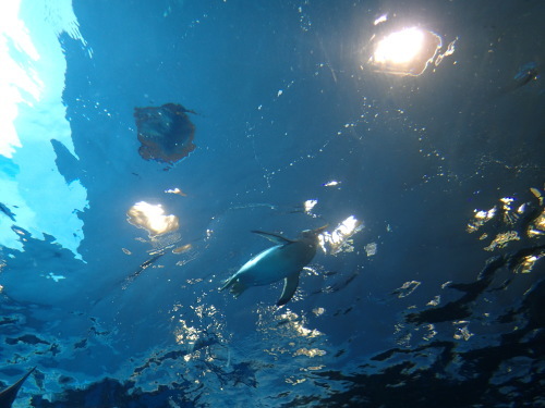 a0315918_10214670.jpg