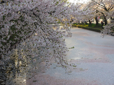 弘前の桜を愛でてきた_c0356722_16123962.jpg