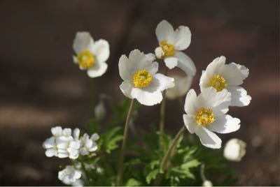 春の花そろそろおしまいのも_f0170524_18304869.jpg