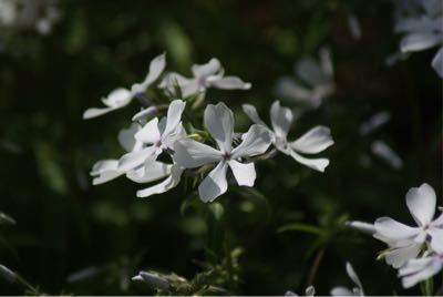 春の花そろそろおしまいのも_f0170524_1830514.jpg