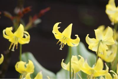 春の花そろそろおしまいのも_f0170524_18305412.jpg