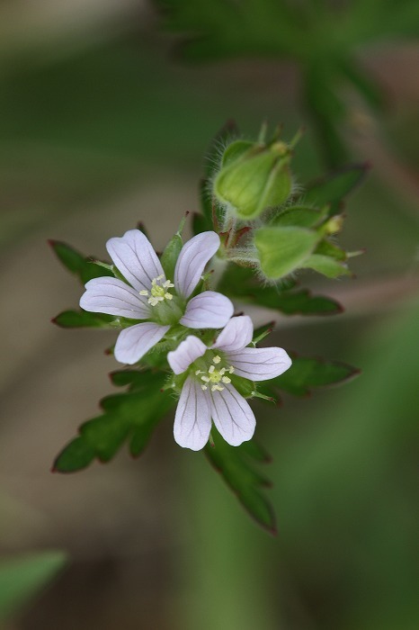 野の花_f0327034_19341491.jpg