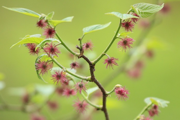 野の花_f0327034_19352627.jpg