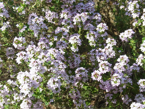f0206939_155693.jpg