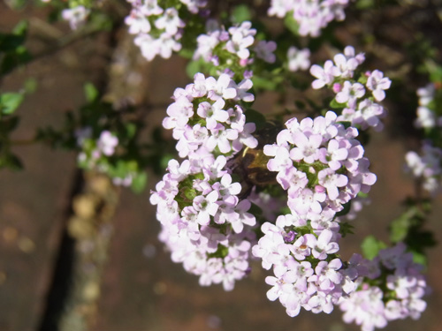 f0206939_162111.jpg