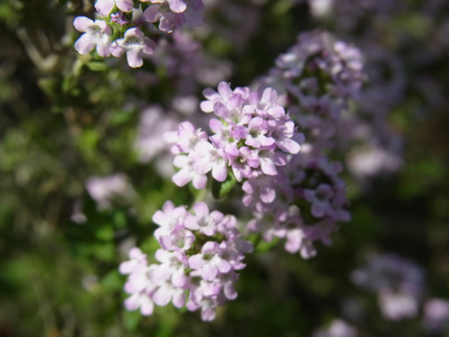 f0206939_164966.jpg