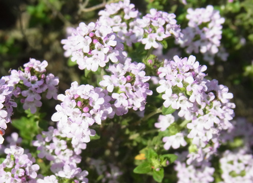 f0206939_1675.jpg