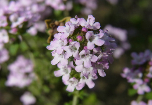 f0206939_172020.jpg