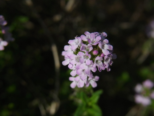 f0206939_1728.jpg