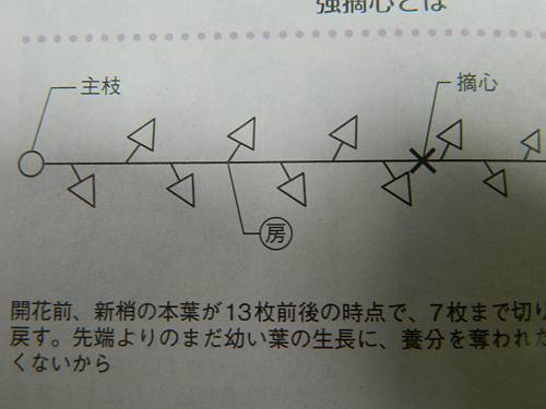 今年のブドウの育て方1_b0218444_17023896.jpg