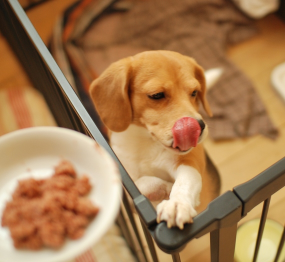 パーティアニマル ドッグ缶 Dogdeco Home ドッグデコ ホーム 犬と暮らす家の日記