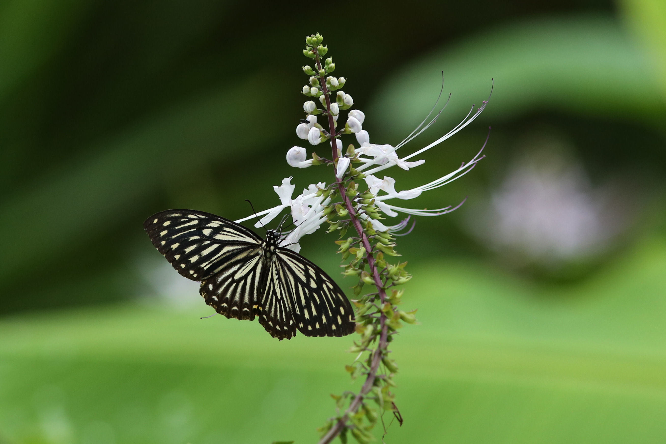 シンガポールの擬態蝶 キベリアゲハなど Singapore 0505 Butterfly Dragonfly