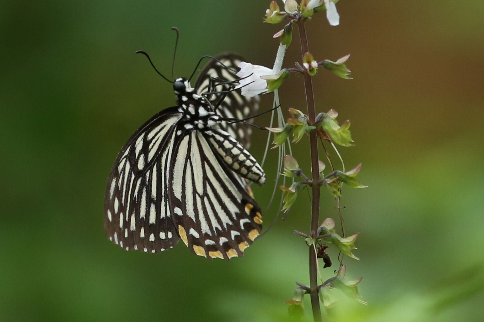 シンガポールの擬態蝶　キベリアゲハなど（Singapore、20150503,0505）_f0345350_20131289.jpg