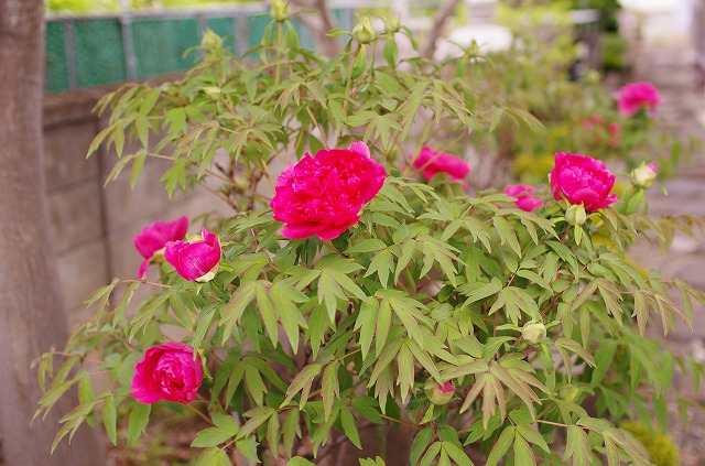 c0160751_20435750.jpg